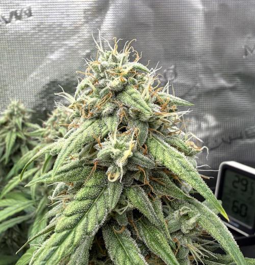 ｆｒｏｓｔｅｄｇｕａｖａ ❄️   | by Green House Seeds. Week 8