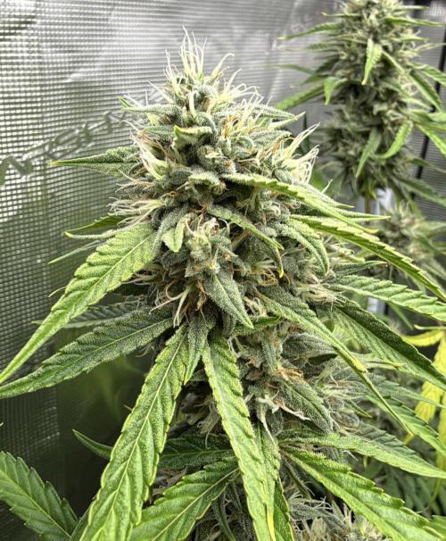 ｆｒｏｓｔｅｄｇｕａｖａ ❄️   | by Green House Seeds. Week 8