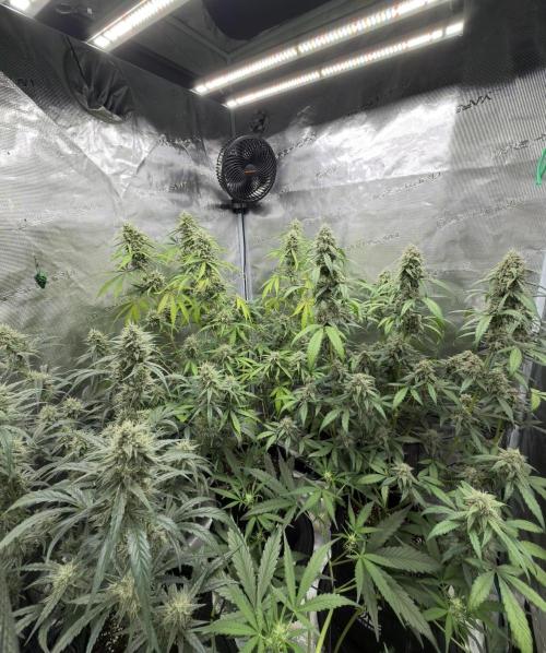 ｆｒｏｓｔｅｄｇｕａｖａ ❄️   | by Green House Seeds. Week 8