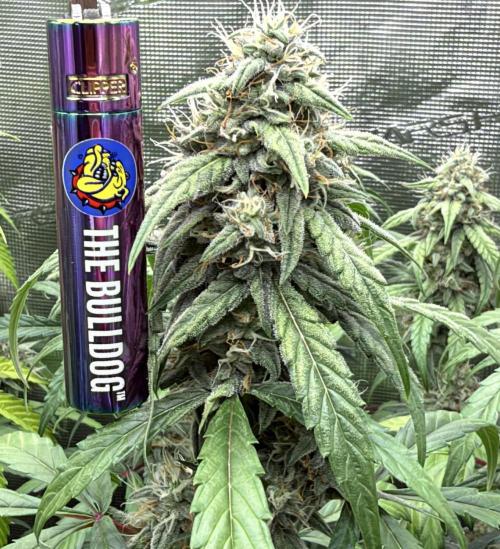 ｆｒｏｓｔｅｄｇｕａｖａ ❄️   | by Green House Seeds. Week 8