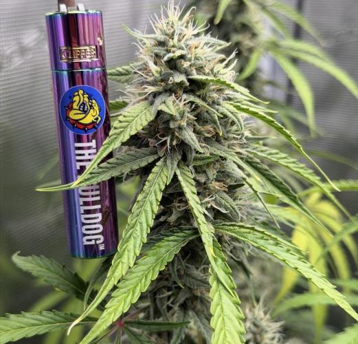 ｆｒｏｓｔｅｄｇｕａｖａ ❄️   | by Green House Seeds. Week 8