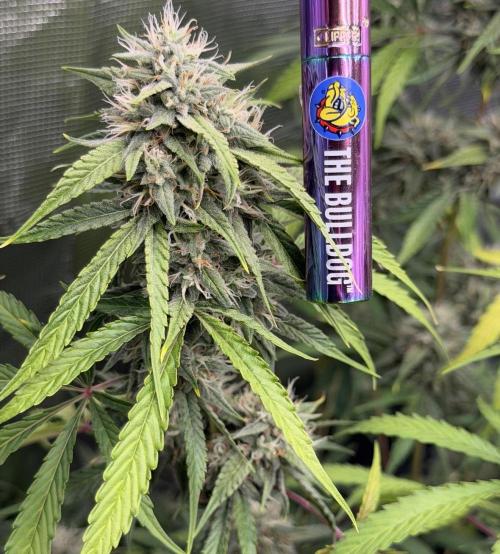 ｆｒｏｓｔｅｄｇｕａｖａ ❄️   | by Green House Seeds. Week 8