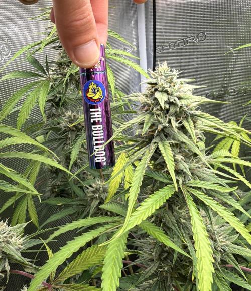 ｆｒｏｓｔｅｄｇｕａｖａ ❄️   | by Green House Seeds. Week 8