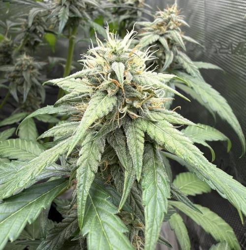 ｆｒｏｓｔｅｄｇｕａｖａ ❄️   | by Green House Seeds. Week 8