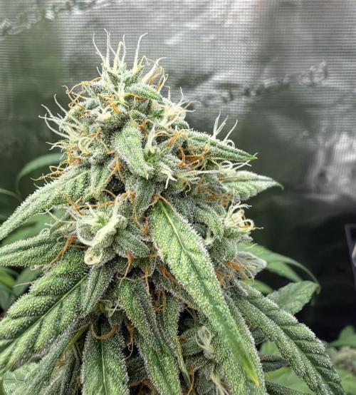 ｆｒｏｓｔｅｄｇｕａｖａ ❄️   | by Green House Seeds. Week 8
