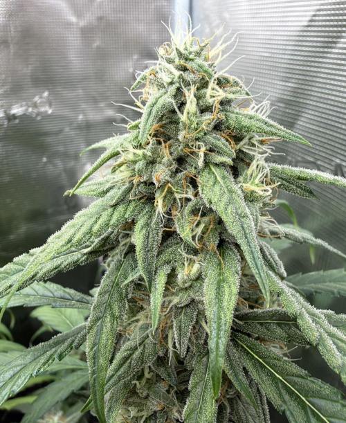 ｆｒｏｓｔｅｄｇｕａｖａ ❄️   | by Green House Seeds. Week 8