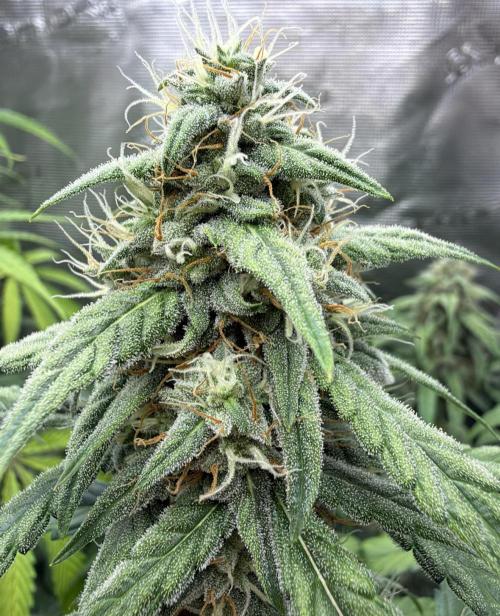 ｆｒｏｓｔｅｄｇｕａｖａ ❄️   | by Green House Seeds. Week 8