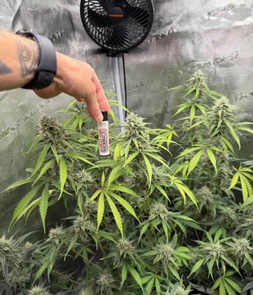 ｆｒｏｓｔｅｄｇｕａｖａ ❄️   | by Green House Seeds. Week 8