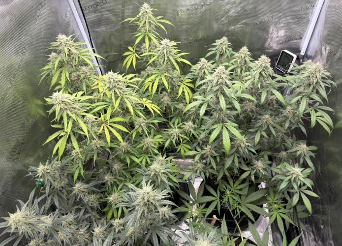 ｆｒｏｓｔｅｄｇｕａｖａ ❄️   | by Green House Seeds. Week 8