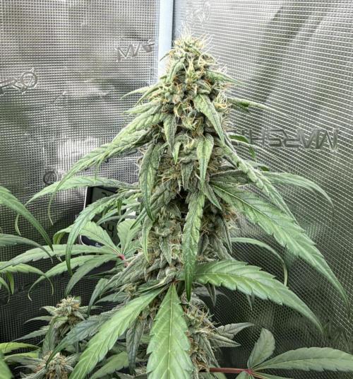 ｆｒｏｓｔｅｄｇｕａｖａ ❄️   | by Green House Seeds. Week 8