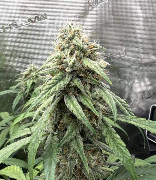 ｆｒｏｓｔｅｄｇｕａｖａ ❄️   | by Green House Seeds. Week 8