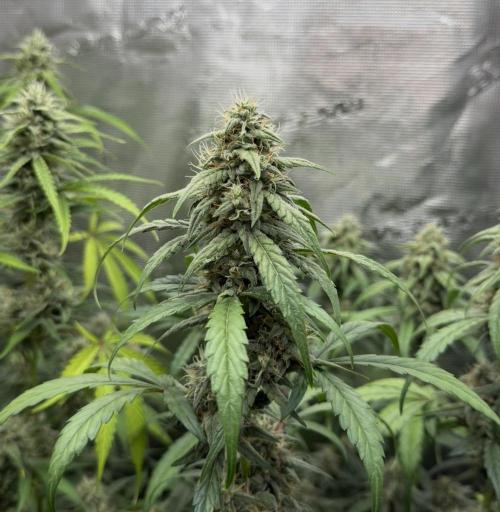 ｆｒｏｓｔｅｄｇｕａｖａ ❄️   | by Green House Seeds. Week 8