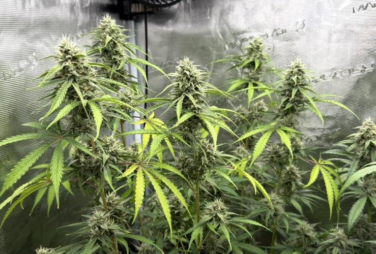 ｆｒｏｓｔｅｄｇｕａｖａ ❄️   | by Green House Seeds. Week 8