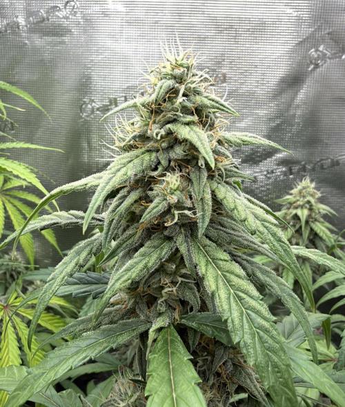 ｆｒｏｓｔｅｄｇｕａｖａ ❄️   | by Green House Seeds. Week 8