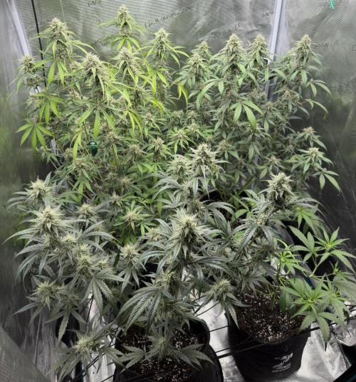 ｆｒｏｓｔｅｄｇｕａｖａ ❄️   | by Green House Seeds. Week 8