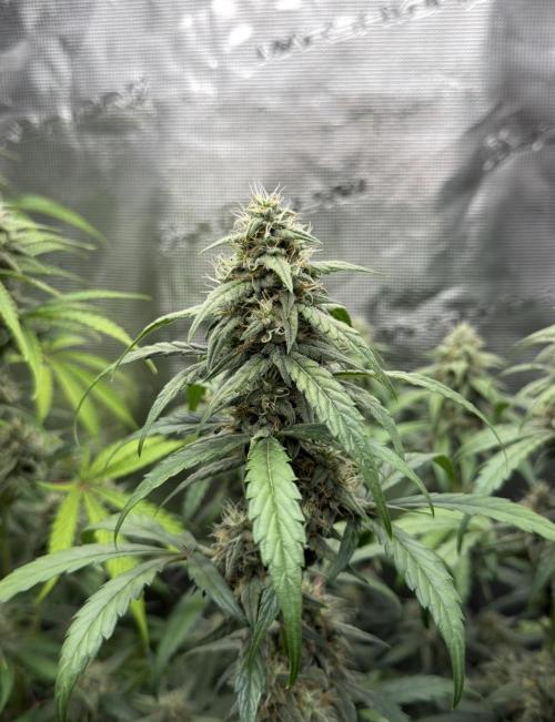ｆｒｏｓｔｅｄｇｕａｖａ ❄️   | by Green House Seeds. Week 8