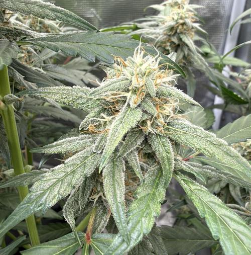 ｆｒｏｓｔｅｄｇｕａｖａ ❄️   | by Green House Seeds. Week 8