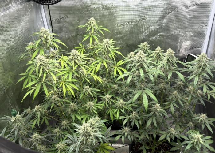 ｆｒｏｓｔｅｄｇｕａｖａ ❄️   | by Green House Seeds. Week 8
