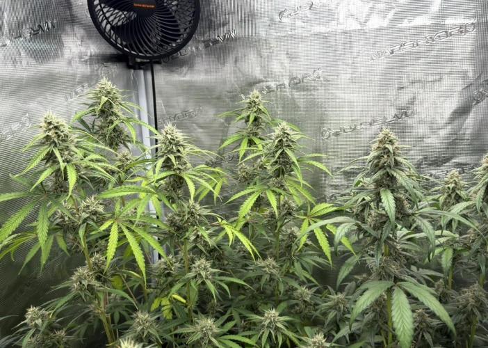 ｆｒｏｓｔｅｄｇｕａｖａ ❄️   | by Green House Seeds. Week 8