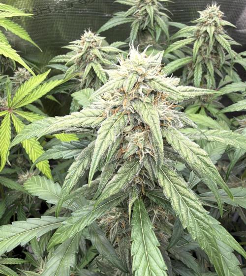 ｆｒｏｓｔｅｄｇｕａｖａ ❄️   | by Green House Seeds. Week 8