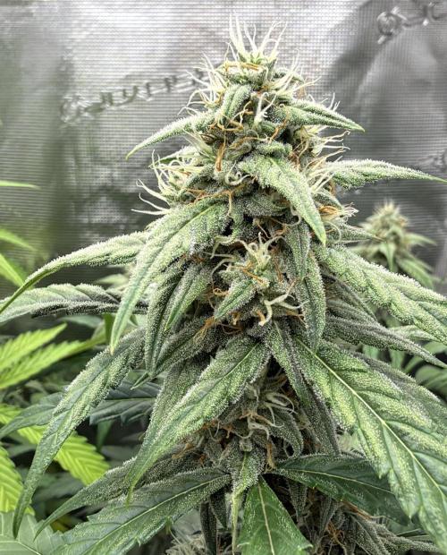 ｆｒｏｓｔｅｄｇｕａｖａ ❄️   | by Green House Seeds. Week 8