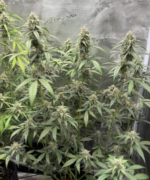 ｆｒｏｓｔｅｄｇｕａｖａ ❄️   | by Green House Seeds. Week 8
