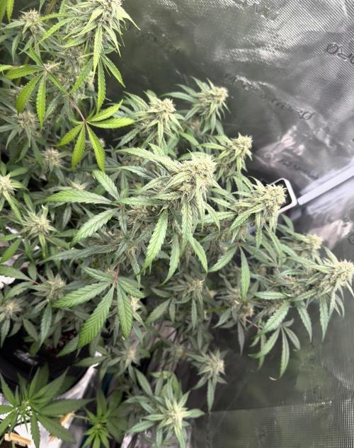 ｆｒｏｓｔｅｄｇｕａｖａ ❄️   | by Green House Seeds. Week 8