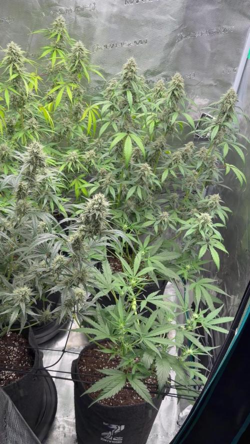 ｆｒｏｓｔｅｄｇｕａｖａ ❄️   | by Green House Seeds