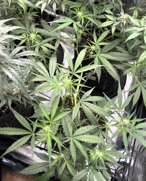 ᗷIᔕᑕOTTI ᙭ GEᒪᗩTO by GreenHouseSeeds. Week 5