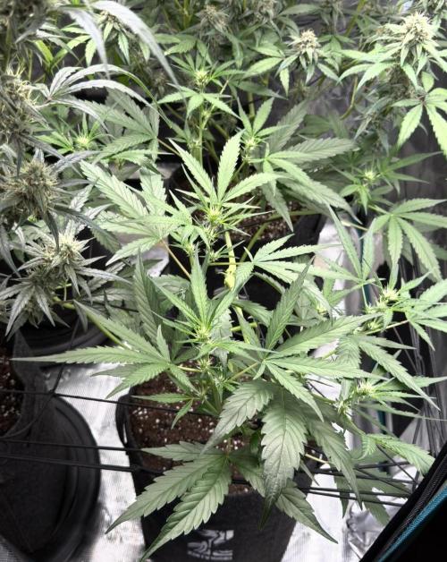 ᗷIᔕᑕOTTI ᙭ GEᒪᗩTO by GreenHouseSeeds. Week 5