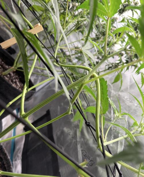 ᗷIᔕᑕOTTI ᙭ GEᒪᗩTO by GreenHouseSeeds. Week 5