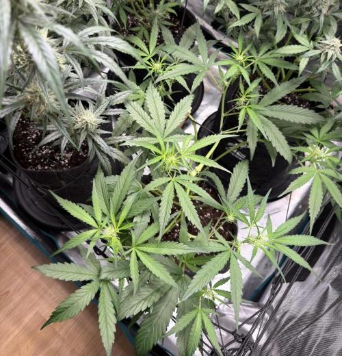 ᗷIᔕᑕOTTI ᙭ GEᒪᗩTO by GreenHouseSeeds. Week 5