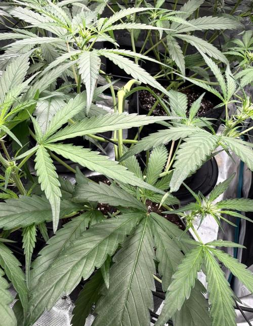 ᗷIᔕᑕOTTI ᙭ GEᒪᗩTO by GreenHouseSeeds. Week 5