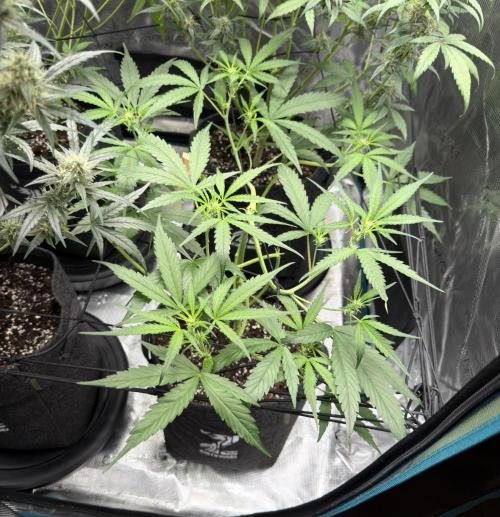 ᗷIᔕᑕOTTI ᙭ GEᒪᗩTO by GreenHouseSeeds. Week 5