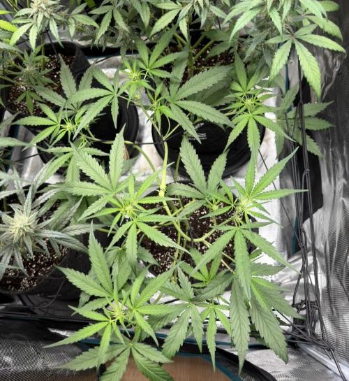 ᗷIᔕᑕOTTI ᙭ GEᒪᗩTO by GreenHouseSeeds. Week 5