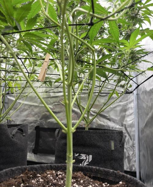 ᗷIᔕᑕOTTI ᙭ GEᒪᗩTO by GreenHouseSeeds. Week 5
