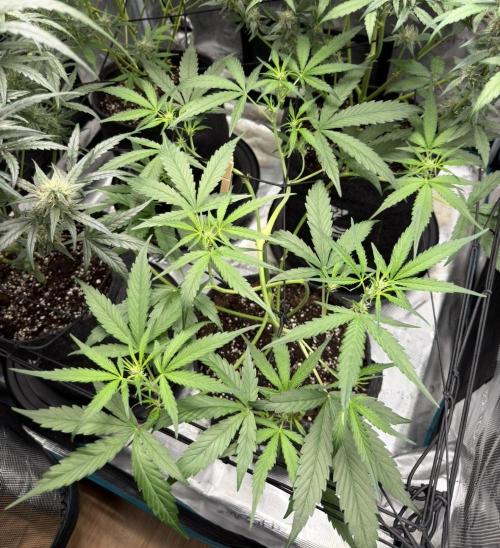 ᗷIᔕᑕOTTI ᙭ GEᒪᗩTO by GreenHouseSeeds. Week 5