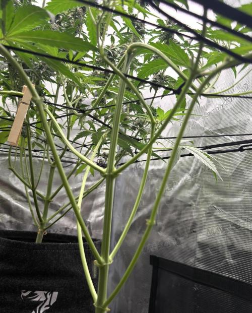 ᗷIᔕᑕOTTI ᙭ GEᒪᗩTO by GreenHouseSeeds. Week 5