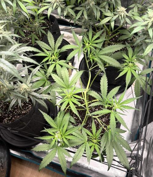 ᗷIᔕᑕOTTI ᙭ GEᒪᗩTO by GreenHouseSeeds. Week 5