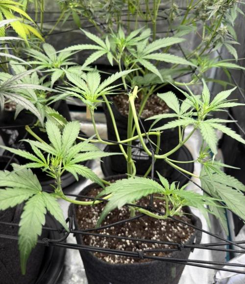 ᗷIᔕᑕOTTI ᙭ GEᒪᗩTO by GreenHouseSeeds. Week 5