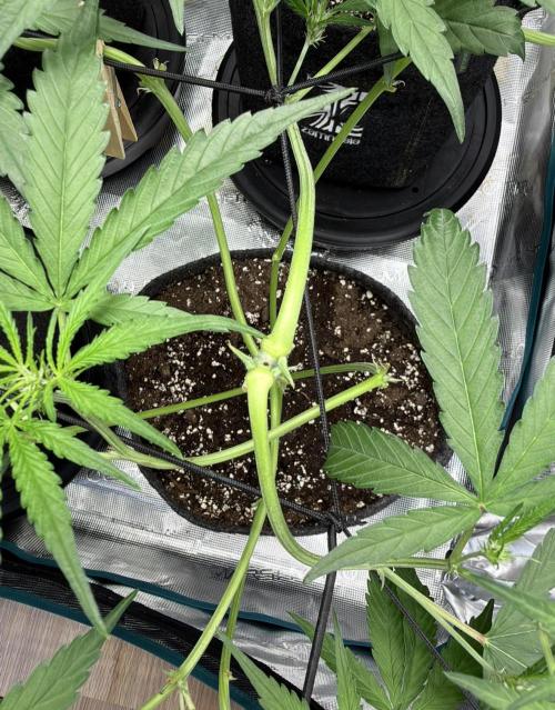 ᗷIᔕᑕOTTI ᙭ GEᒪᗩTO by GreenHouseSeeds. Week 5