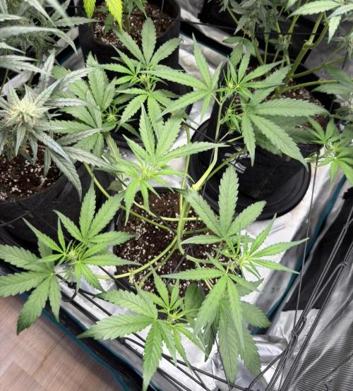 ᗷIᔕᑕOTTI ᙭ GEᒪᗩTO by GreenHouseSeeds. Week 5