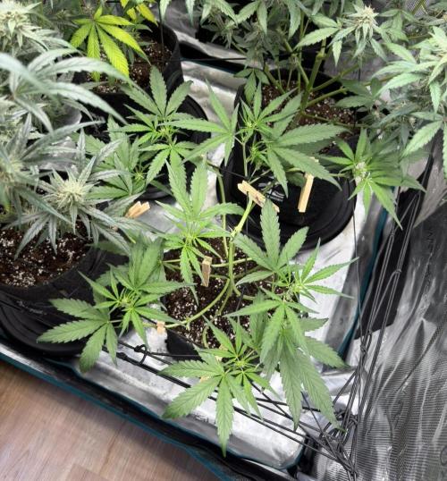 ᗷIᔕᑕOTTI ᙭ GEᒪᗩTO by GreenHouseSeeds. Week 5