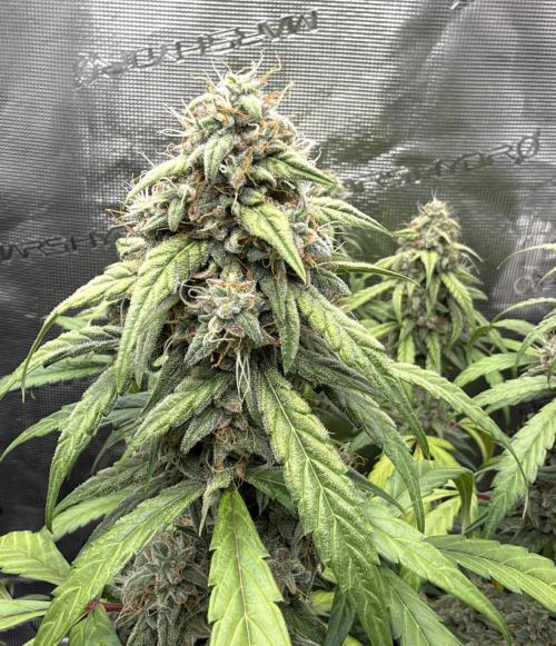 ｆｒｏｓｔｅｄｇｕａｖａ ❄️   | by Green House Seeds. Week 9