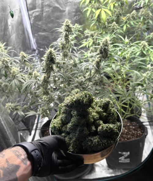 ｆｒｏｓｔｅｄｇｕａｖａ ❄️   | by Green House Seeds. Week 9