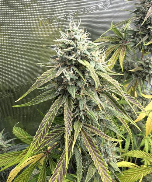 ｆｒｏｓｔｅｄｇｕａｖａ ❄️   | by Green House Seeds. Week 9