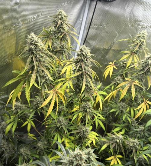 ｆｒｏｓｔｅｄｇｕａｖａ ❄️   | by Green House Seeds. Week 9