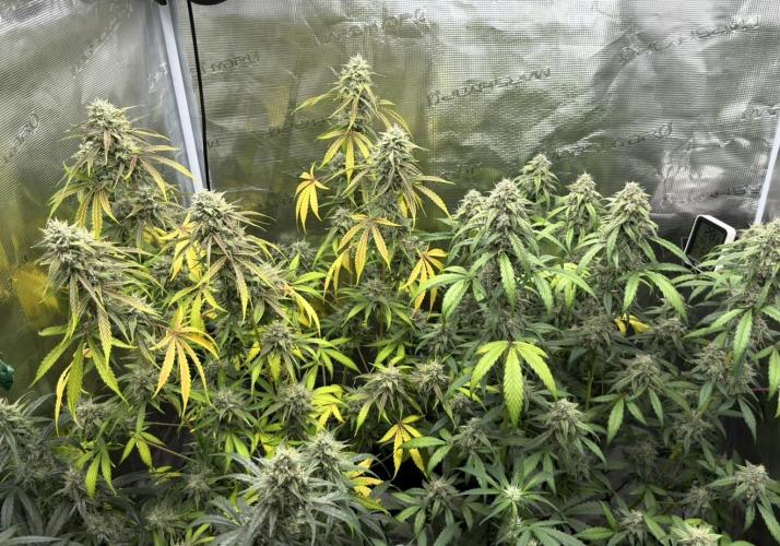 ｆｒｏｓｔｅｄｇｕａｖａ ❄️   | by Green House Seeds. Week 9
