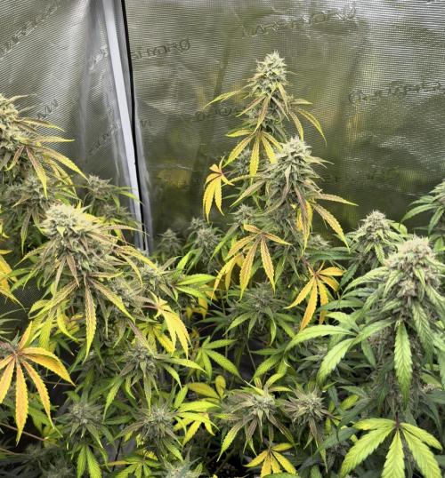 ｆｒｏｓｔｅｄｇｕａｖａ ❄️   | by Green House Seeds. Week 9