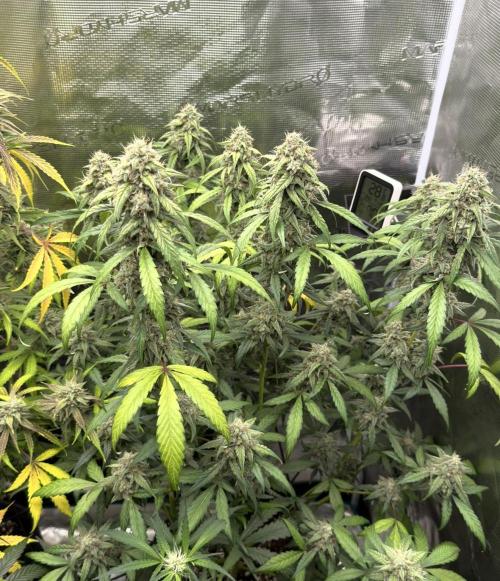 ｆｒｏｓｔｅｄｇｕａｖａ ❄️   | by Green House Seeds. Week 9